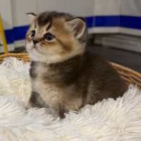 Scottish Fold straight