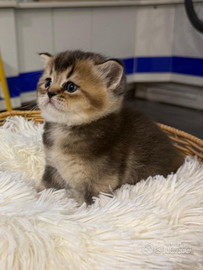 Scottish Fold straight
