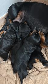 Cuccioli Bassotto Nero Focato - Nati 8 Febbraio