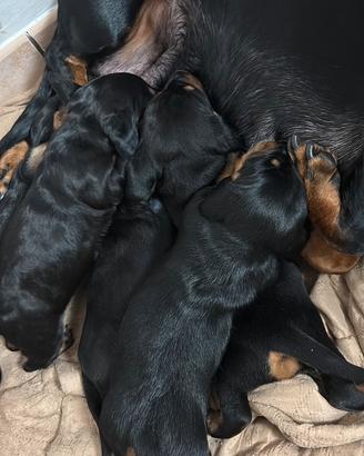 Cuccioli Bassotto Nero Focato - Nati 8 Febbraio