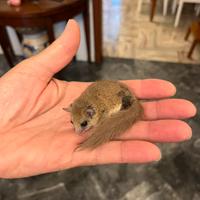 Minighiri Africani Ancestrali