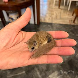 Minighiri Africani Ancestrali