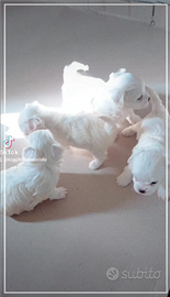 Maltese M/F la più piccola taglia linea coreana