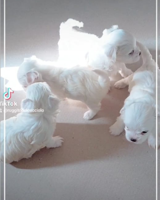 Maltese M/F la più piccola taglia linea coreana