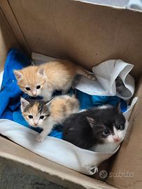 Gattini piccoli
