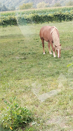 Haflinger e bardigiano