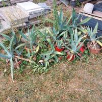 Agave varie misure 