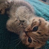 Cuccioli gattini British Shorthair e Scottish Fold
