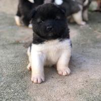 Akita americano Cuccioli