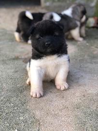 Akita americano Cuccioli