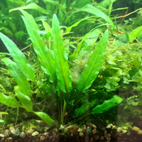 Piante acquario