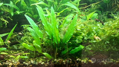 Piante acquario
