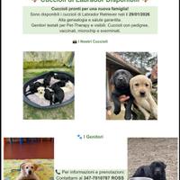 Cuccioli Labrador