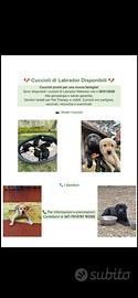 Cuccioli Labrador