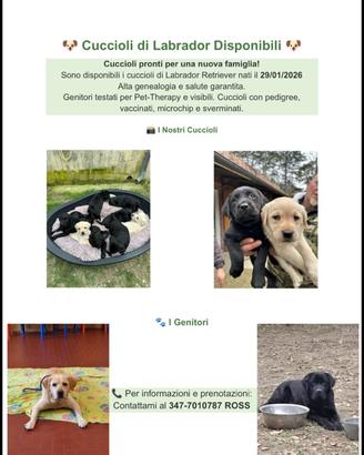 Cuccioli Labrador