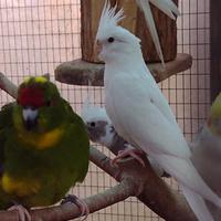 Calopsite albina femmina