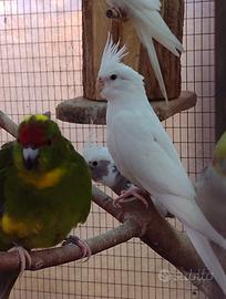 Calopsite albina femmina