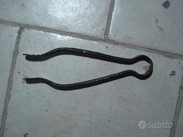 pinza  antica per carboni