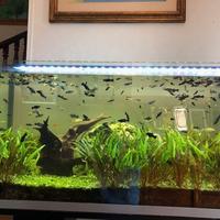 Pesci platy neri