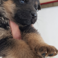 Cuccioli pastore tedesco