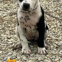 Cucciolo di pitbull