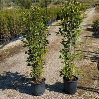 Piante di Ligustro - Ideali per siepi e giardini