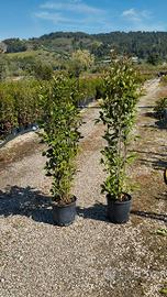 Piante di Ligustro - Ideali per siepi e giardini