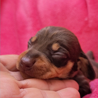 Bassottina cioccolato