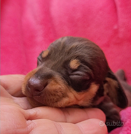 Bassottina cioccolato