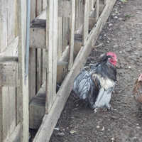 Gallo cocincina nana