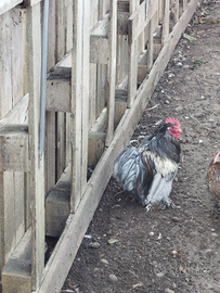 Gallo cocincina nana