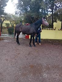 Cavallo A.A.S