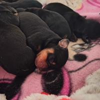 Cuccioli bassotto tedesco