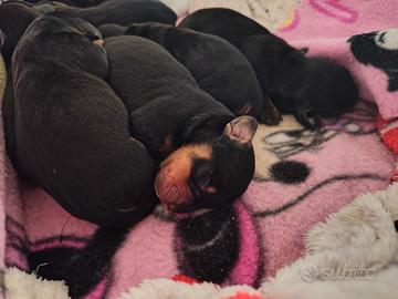 Cuccioli bassotto tedesco