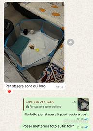 Ultima coniglia nana