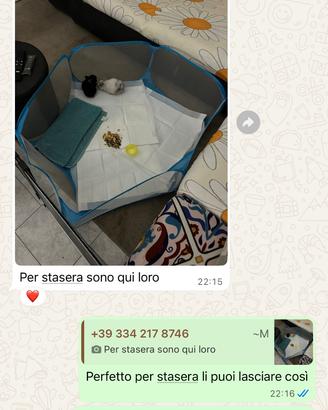 Ultima coniglia nana