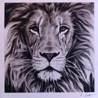 Disegno a carboncino e grafite: Leone