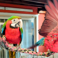 Pappagallo Ara arlecchino