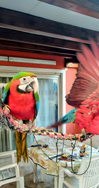 Pappagallo Ara arlecchino