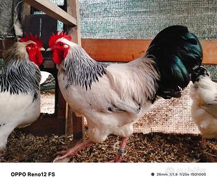 Galline ornamentali e pulcini