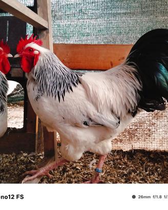 Galline ornamentali e pulcini