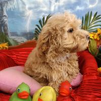 Femminuccia Barboncino Albicocca Taglia Toy