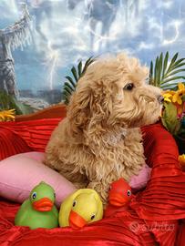 Femminuccia Barboncino Albicocca Taglia Toy