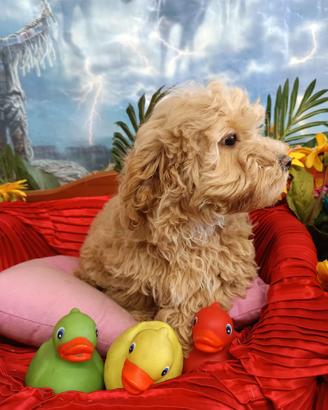 Femminuccia Barboncino Albicocca Taglia Toy