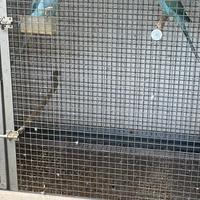 Parrocchetto dal collare