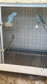 Parrocchetto dal collare