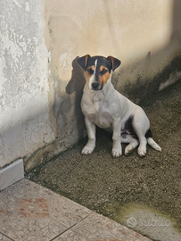 Jack russell
