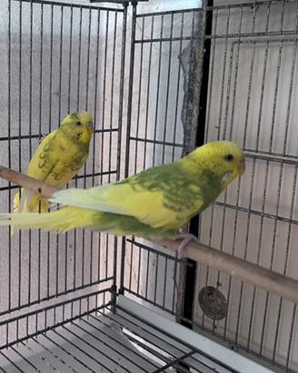 Coppia di Cocorite,pronte alla cova