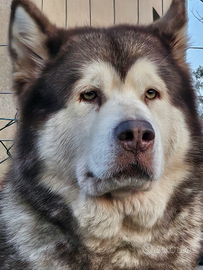 Cuccioli di Alaskan Malamute