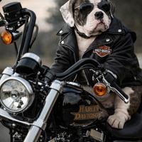 Old american Bulldog cuccioli e adulti